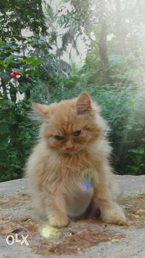 9 months old male persian cat, bathroom trained