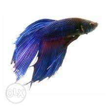 A crowntail betta fish