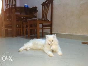 A great and glorious potty trained Persian cat