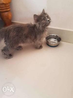 A grey and friendly female Persian cat of 2