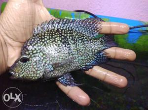 A pair of texsus fish...good quality and