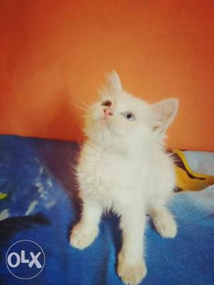 Active healthy pure breed persian kittens r
