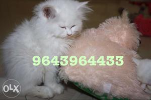 Affectionate Furry Persian Kittens Available for