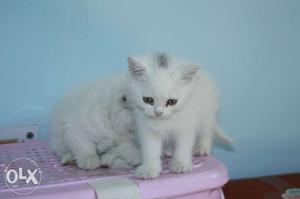 Al types of persian kitten available... we