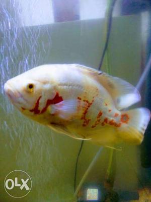 Albino Oscar fish 8"long/pair
