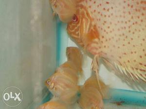 Albino discus for sell