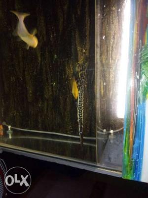 Aligetor fish 7 inch 1 pis 500 faunal rate