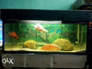All cichlid fish available