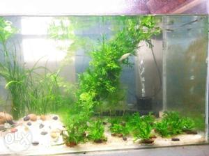 Aquarium Ferns