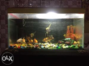 Aquarium and top red cover at rs 600
