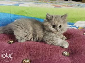 Baby persian cat GRAY. 1nHALF MONTHS OLD.