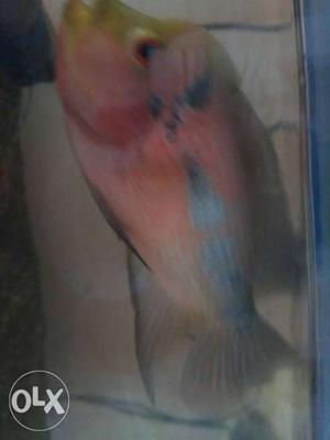 Big female flower horn fish