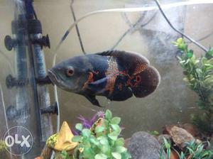 Black And Brown Oscar Fish