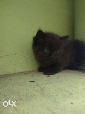 Black Persian kitten.redy to sale