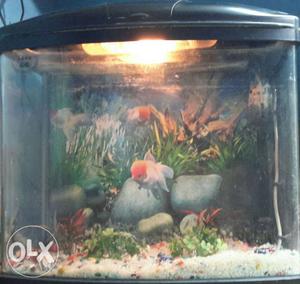 Black fish tank