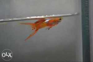 Blonde double sword tail guppy
