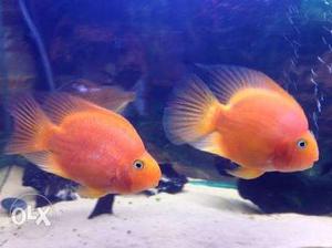 Blood red parot big 3 fish available with good