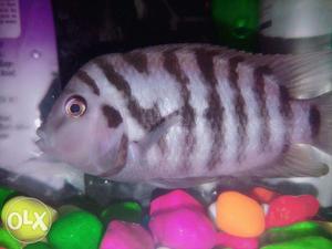 Blue Chi-child Chiclets fish for Sale