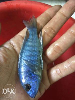 Blue Fish In Bhopal