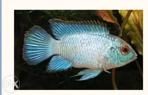 Blue acara. 1 fish is for sale