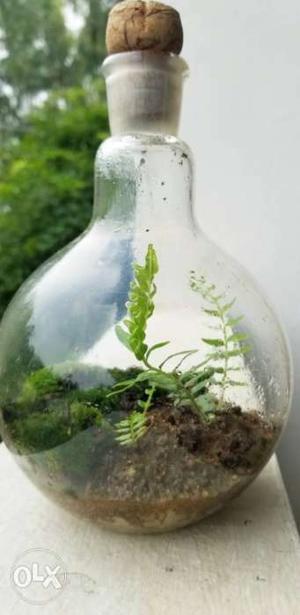 Bottle garden comprising of ferns and moss. Ideal for
