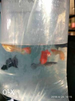 Breeding stage black guppy for sale 1 pair 200 rs