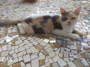 Calico pregnant female available