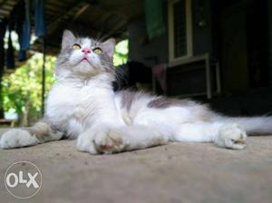 Cat persian doll face urgent sale male one year