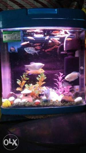 Clear Fish Tank With Blue Frame