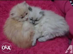 Colourfull persian Kittens
