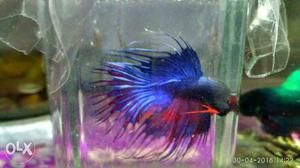 Crowntail betta imported Thailand breed.