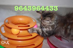Cute and Friendly Persian Kittens Available. All