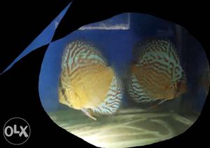 Discus breeding pairs available.