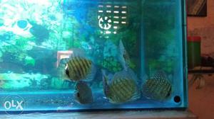 Discus fish for sale per piece 450rs