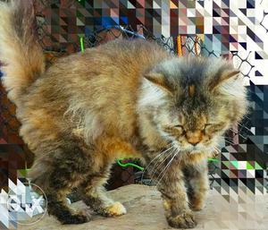 Doll face totty female for sale
