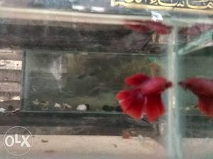 Double tail betta in red colour 250₹ last price
