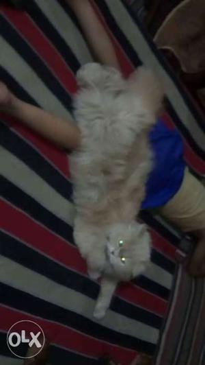 Extreme quality Persian cat female 14 months old