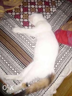 Female calico Turkish kitten