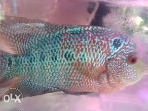 Female flowron fish
