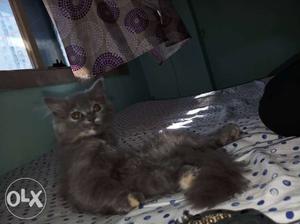 Female grey persian cat 4 mnths old