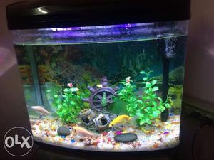 Fish Aquarium (1 month old) with all the food and