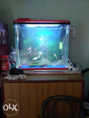 Fish Aquarium Plastic. Urgent Sell.