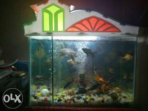 Fish Aquarium (Without Fish) I want to sell my