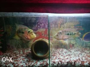 Flowerhorn fish pair with tank,no filter,no plant