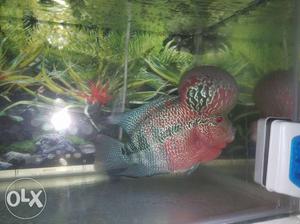 Flowerhorn fish super red dragon