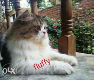 Fluffy Persian, we provide quality cats and