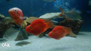 Four Aquarium Fishes