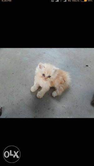 Four Medium-fur Tan And White Kittens