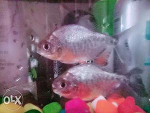 Fresh Water Fish for Sale