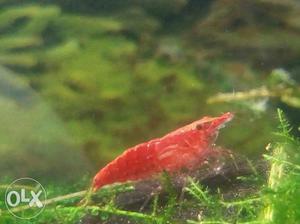 Freshwater shrimps available